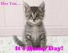 Hump Day Kitten