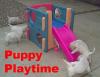 puppy playtime