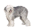 bobtail dog