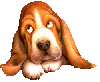 Basset hound 