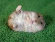 Rolly Polly Hamster