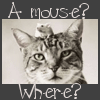 a mouse? where?
