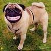 pug with big toothy grin