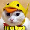 cat on quack