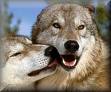 wolves kissing