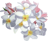 white,pink flowers