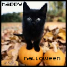 Black cat with a Pumpkin