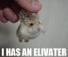 Mouse elevator!