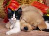 cute cat and dog