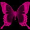 punk pink butterfly