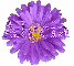 Alecia in purple flower