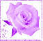 Purple Rose with I Miss You