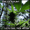 Legalize It