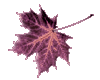 Magenta leaf winter