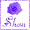 Purple Rose with the name Shan