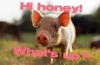 Hi Honey Pig