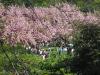 sakura blossom trees